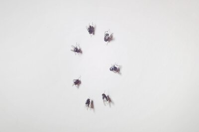 Flies Staring at Each Other