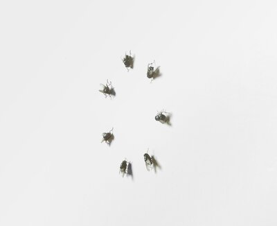 Seven Flies Staring At Each Other