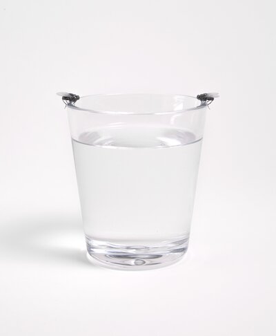 Flies Staring at Each Other